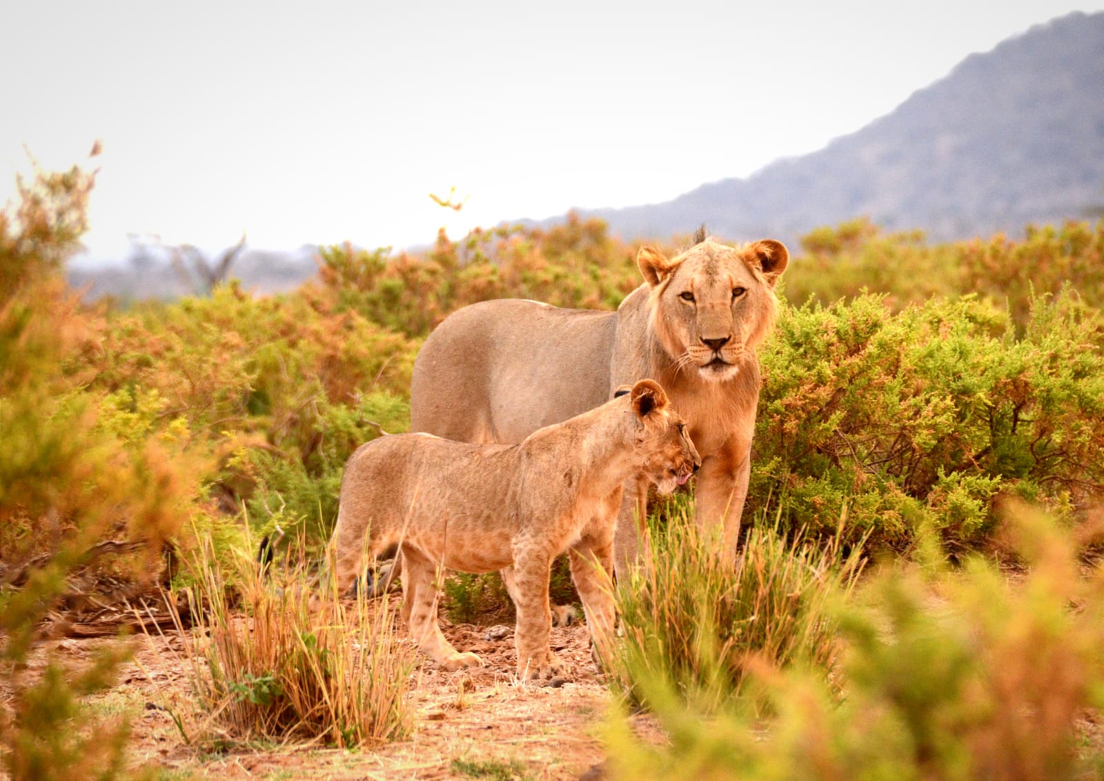 Lions enjoying their natural habitat