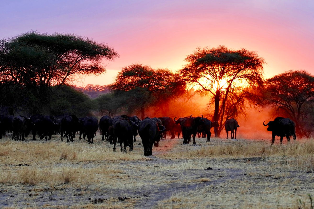 4x4 Safaris Activities - Game drives - luxury safaris